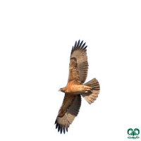 گونه عقاب دو برادر Bonellis Eagle